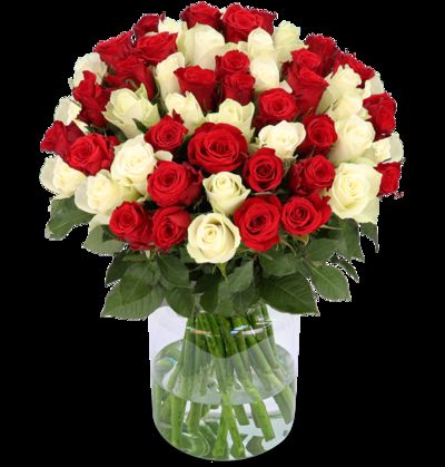 50 rot-weiße Rosen von Blume Ideal auf blumen.de