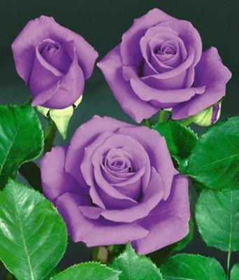 Blaue Rose ´Blue Saphir´ von BALDUR-Garten auf blumen.de