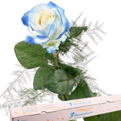 Blaue Rose mit Spezial-Geschenkbox von Blumenfee auf blumen.de