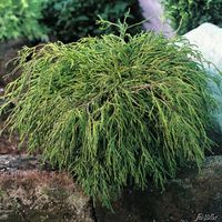 Zypresse jetzt einfach und günstig kaufen auf Blumen.de