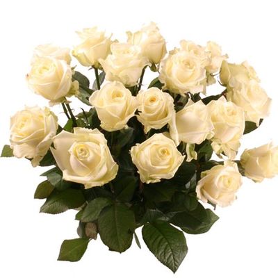 Langstielige Premium-Rosen von Blumenfee auf blumen.de