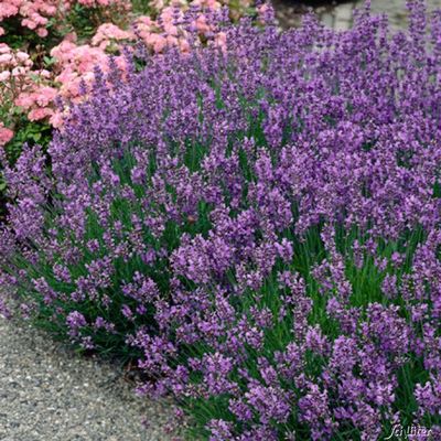 Lavendel ´Munsteadt´ von Garten Schlüter auf blumen.de