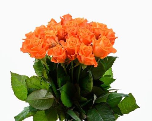 Orangene Rosen von BestFlowers auf blumen.de