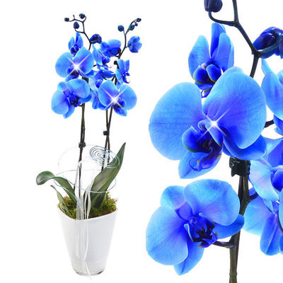 Orchidee im Topf mit blauen Blüten von FloraPrima auf blumen.de