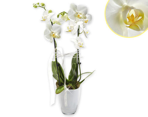 Orchidee mit weißen Blüten von 1-2-3Blumenversand.de auf blumen.de