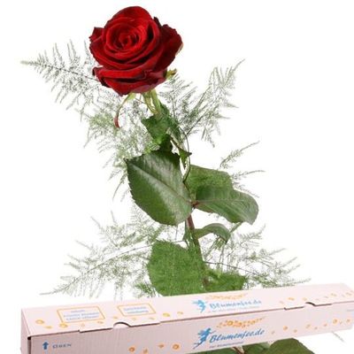 Rote Premium Rose von Blumenfee auf blumen.de