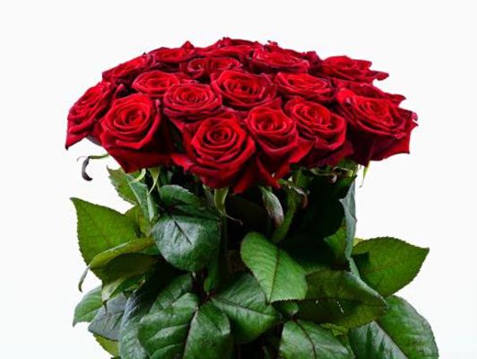 rote Rosen  von BestFlowers auf blumen.de