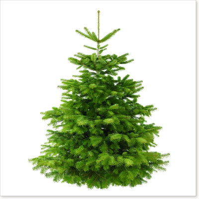 Weihnachtsbaum Nordmanntanne Premium von Planta Botanica auf blumen.de