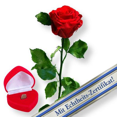 Haltbare Rose rot von Valentins auf blumen.de