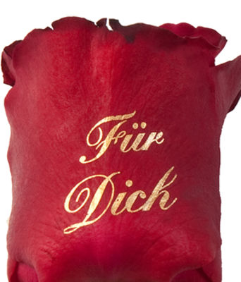 1 rote Rose  von BlumenOnline auf blumen.de