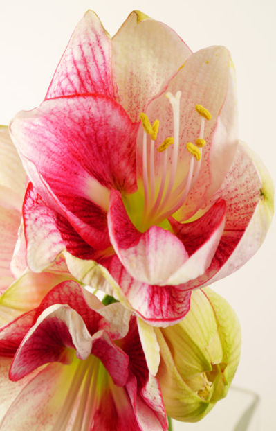 10 Amaryllis Exception von Duftgemüse auf blumen.de