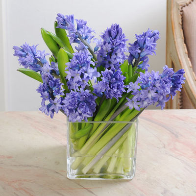 10 blaue Hyazinthen von Blume2000.de auf blumen.de