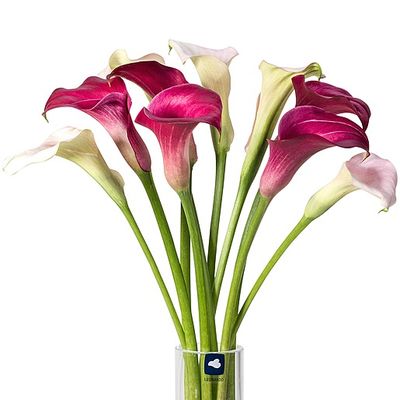 10 Calla pink-rosa von Valentins auf blumen.de