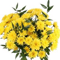 Gelbe Chrsysanthemen von Blumenfee auf blumen.de