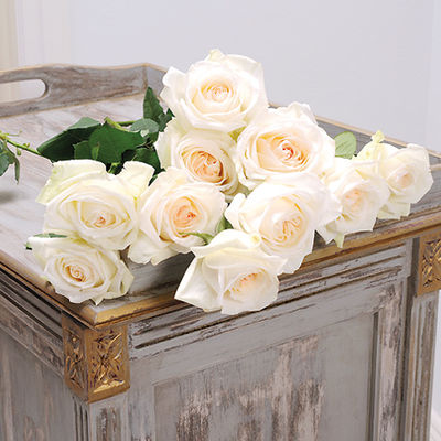 10 intensiv duftende Rosen White O´Hara von Blume2000.de auf blumen.de