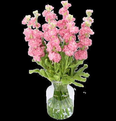 10 Levkojen von Blume Ideal auf blumen.de