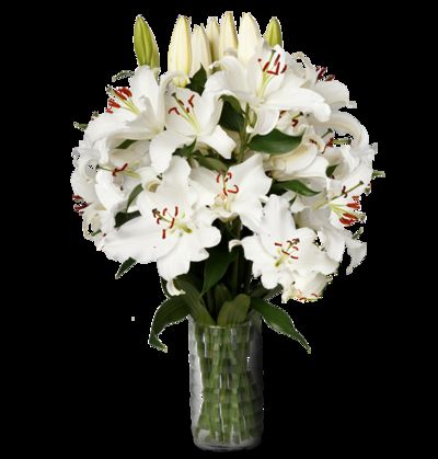 10 Lilien von Blume Ideal auf blumen.de