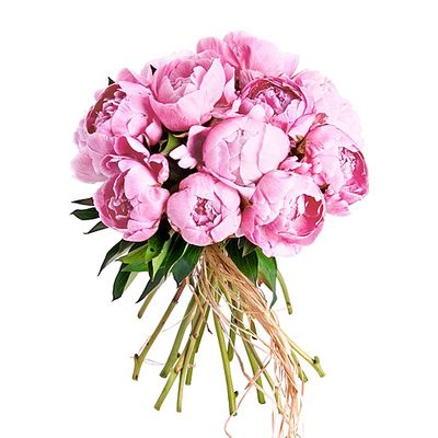10 Pfingstrosen rosa von Valentins auf blumen.de