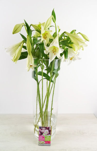 10 Weiße Lilien  von Duftgemüse auf blumen.de