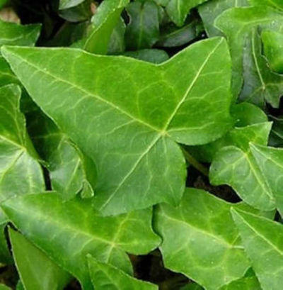 10x Efeu Heron 10-15cm von Nr-01 Pflanzenversand auf blumen.de