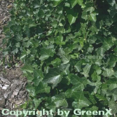 10x Efeu Woerner 10-15cm von Nr-01 Pflanzenversand auf blumen.de