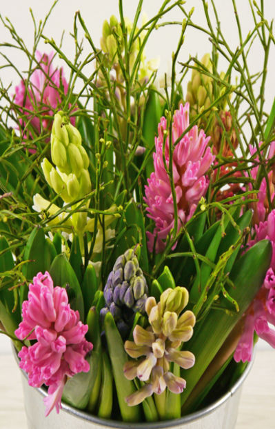 15 Bunt gemischte Hyazinthen mit Heidelbeere von Duftgemüse auf blumen.de