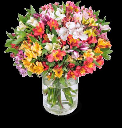 44 Inkalilien  von Blume Ideal auf blumen.de