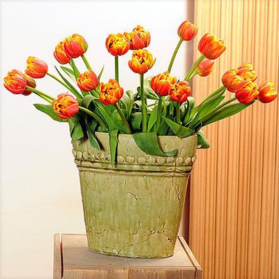 20 orange/gelb gefüllte Tulpen von Blume2000.de auf blumen.de