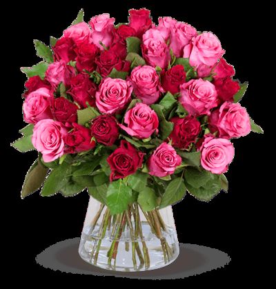 20 rot-pinke Rosen von Blume Ideal auf blumen.de