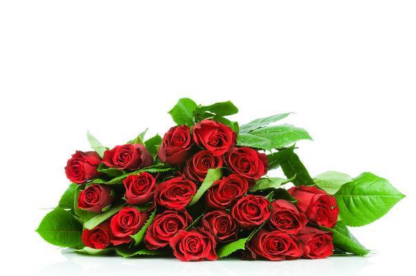 20 Rote Rosen von Blume Ideal auf blumen.de