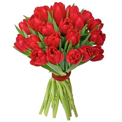 20 rote Tulpen von Valentins auf blumen.de