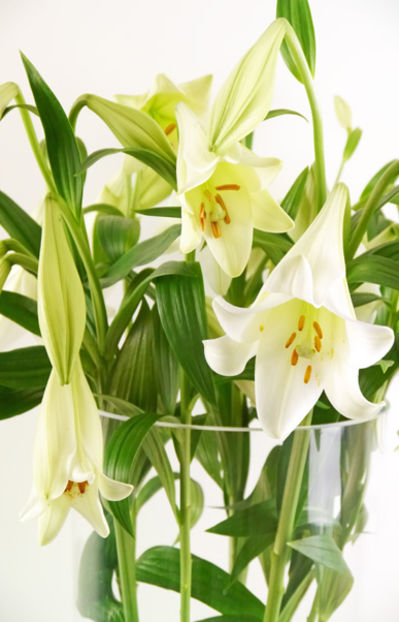20 Weiße Lilien  von Duftgemüse auf blumen.de