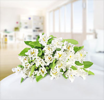 20 weiße Stern-Tulpen von Blume2000.de auf blumen.de
