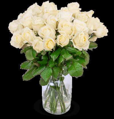 28 weiße Premium-Rosen  von Blume Ideal auf blumen.de