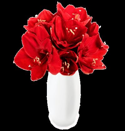 10 rote Amaryllis (30-40 Blüten) von Blume Ideal auf blumen.de