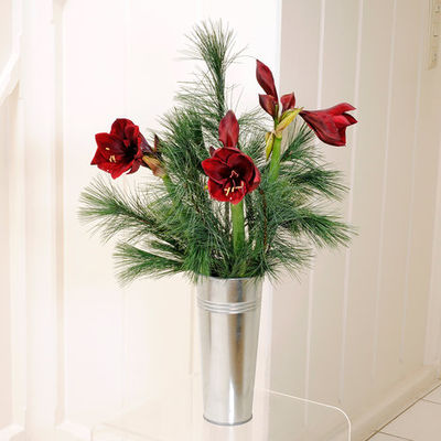 3 Amaryllis 