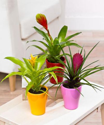 3 Bromelien mit Topf von Bakker auf blumen.de