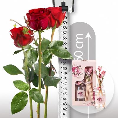 3 echte XXL-Rosen von Valentins auf blumen.de