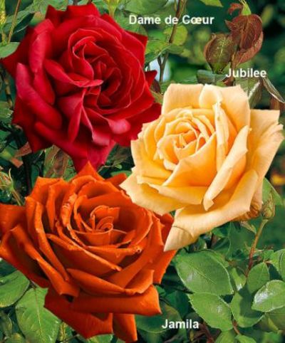 3 großblumige Rosen (bunt) von Bakker auf blumen.de