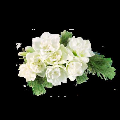 3 weiße, gefüllte Amaryllis mit Seidenkiefer von Blume2000.de auf blumen.de