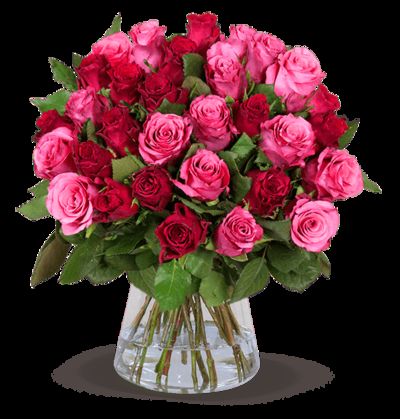 30 rot-pinke Rosen von Blume Ideal auf blumen.de