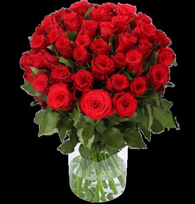 33 rote Rosen  von Blume Ideal auf blumen.de