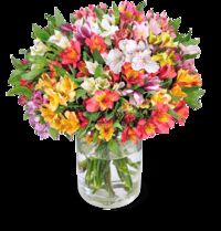 35 Inkalilien  von Blume Ideal auf blumen.de