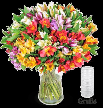 40 Inkalilien  von Blume Ideal auf blumen.de