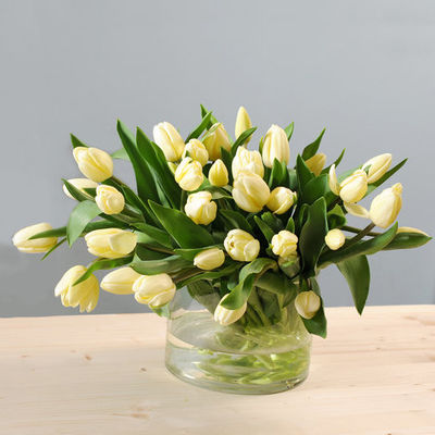 40 vanillefarbene Tulpen von Blume2000.de auf blumen.de