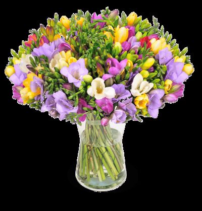 44 bunte Freesien von Blume Ideal auf blumen.de