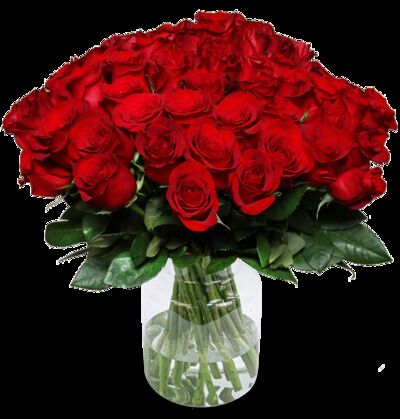 44 rote Rosen  von Blume Ideal auf blumen.de