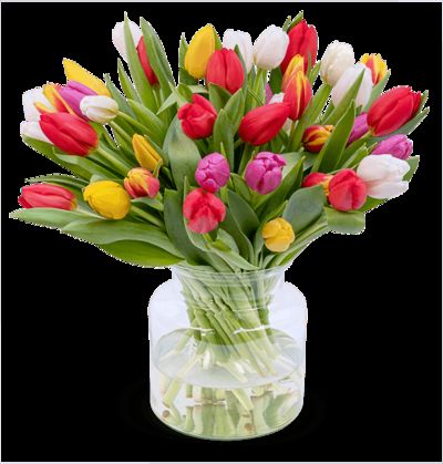 50 bunte Tulpen von Blume Ideal auf blumen.de