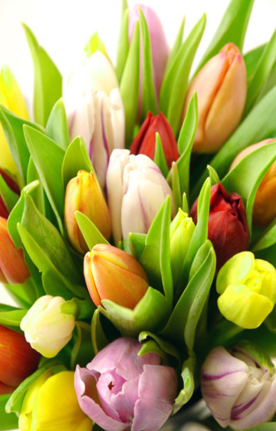 50 bunte Tulpen von Duftgemüse auf blumen.de