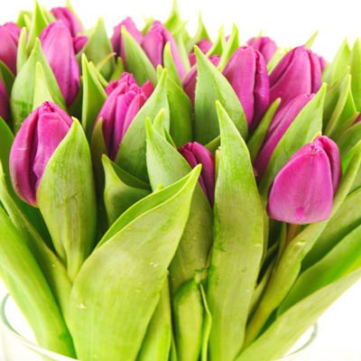 50 lila Tulpen von Duftgemüse auf blumen.de